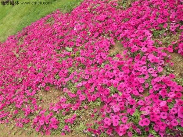 牵牛花种子发芽出苗开花图片