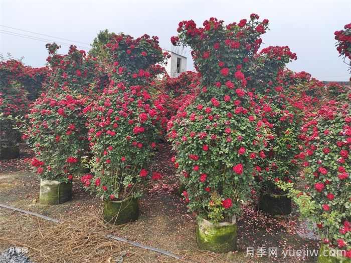 绿化养护植物修剪方法和注意事项(图2) 绿化养护植物修剪方法和注意事项(图2)