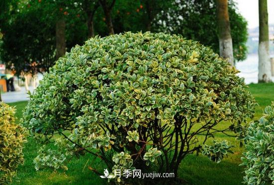 灌木苗木有哪些:21种常见灌木介绍(图1) 灌木苗木有哪些:21种常见灌木介绍(图1)