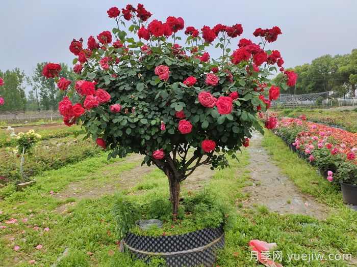 绿化养护植物修剪方法和注意事项(图1) 绿化养护植物修剪方法和注意事项(图1)