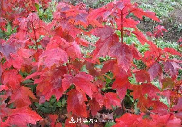 南阳苗木,美国红枫管理知识介绍(图1) 南阳苗木,美国红枫管理知识介绍(图1)