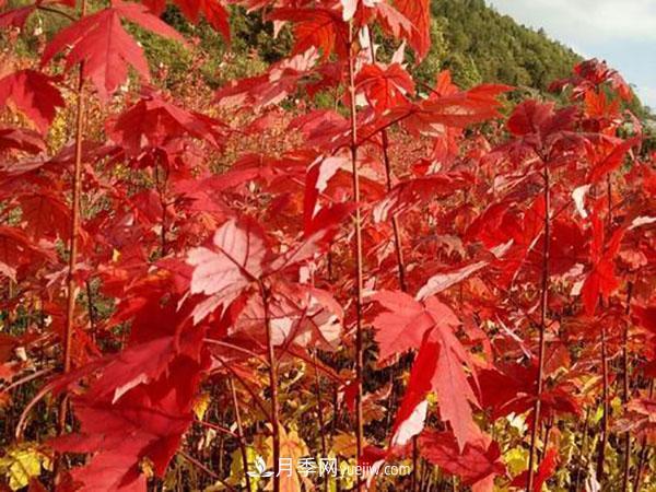 南阳苗木,美国红枫管理知识介绍(图3) 南阳苗木,美国红枫管理知识介绍(图3)
