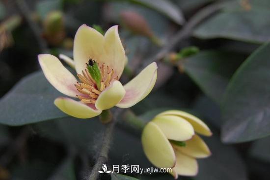 灌木苗木有哪些:21种常见灌木介绍(图5) 灌木苗木有哪些:21种常见灌木介绍(图5)