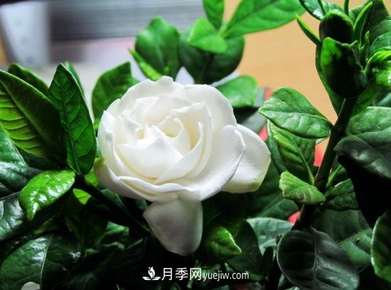 灌木苗木有哪些:21种常见灌木介绍(图3) 灌木苗木有哪些:21种常见灌木介绍(图3)