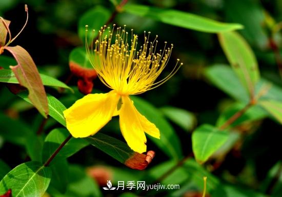 灌木苗木有哪些:21种常见灌木介绍(图4) 灌木苗木有哪些:21种常见灌木介绍(图4)