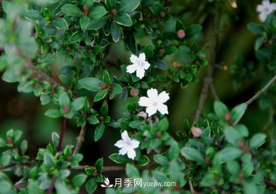 灌木苗木有哪些:21种常见灌木介绍(图6) 灌木苗木有哪些:21种常见灌木介绍(图6)