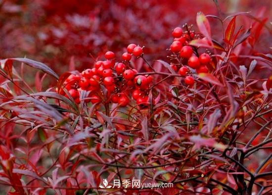 灌木苗木有哪些:21种常见灌木介绍(图7) 灌木苗木有哪些:21种常见灌木介绍(图7)