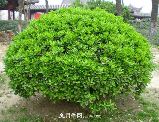 灌木苗木有哪些:21种常见灌木介绍(图8) 灌木苗木有哪些:21种常见灌木介绍(图8)