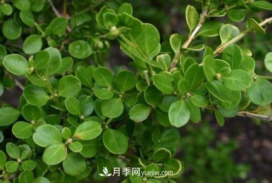 灌木苗木有哪些:21种常见灌木介绍(图9) 灌木苗木有哪些:21种常见灌木介绍(图9)