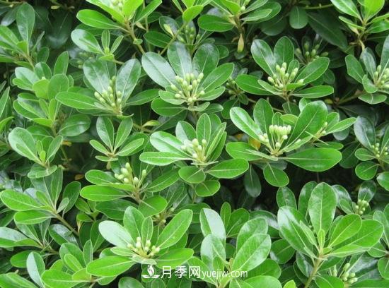 灌木苗木有哪些:21种常见灌木介绍(图10) 灌木苗木有哪些:21种常见灌木介绍(图10)