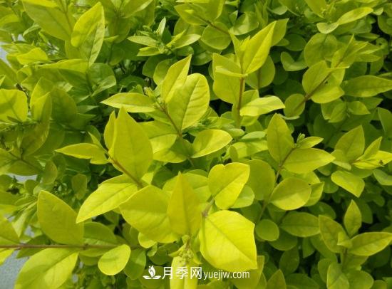 灌木苗木有哪些:21种常见灌木介绍(图13) 灌木苗木有哪些:21种常见灌木介绍(图13)