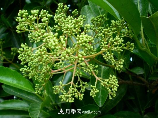 灌木苗木有哪些:21种常见灌木介绍(图12) 灌木苗木有哪些:21种常见灌木介绍(图12)