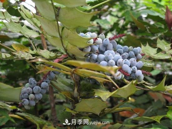 灌木苗木有哪些:21种常见灌木介绍(图11) 灌木苗木有哪些:21种常见灌木介绍(图11)