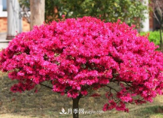 灌木苗木有哪些:21种常见灌木介绍(图14) 灌木苗木有哪些:21种常见灌木介绍(图14)