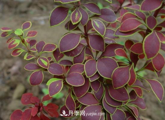 灌木苗木有哪些:21种常见灌木介绍(图15) 灌木苗木有哪些:21种常见灌木介绍(图15)