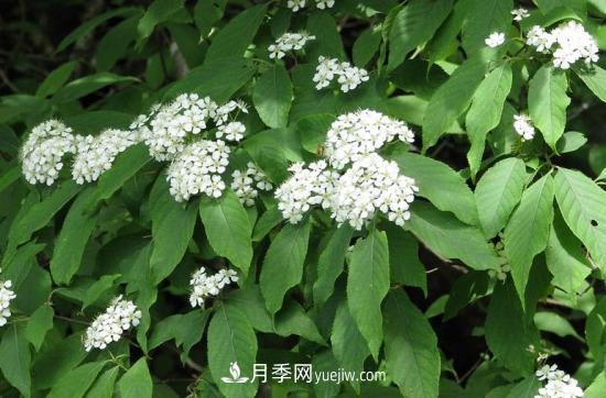 灌木苗木有哪些:21种常见灌木介绍(图17) 灌木苗木有哪些:21种常见灌木介绍(图17)