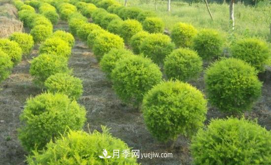 灌木苗木有哪些:21种常见灌木介绍(图19) 灌木苗木有哪些:21种常见灌木介绍(图19)