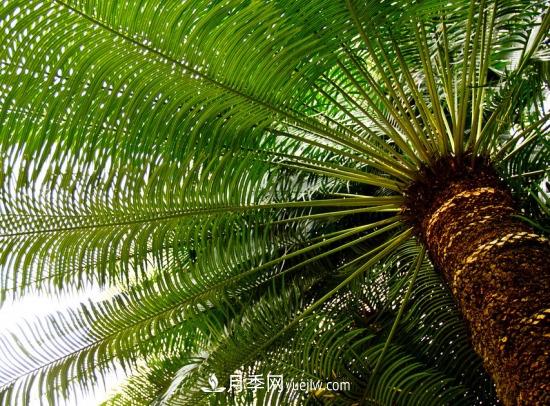 灌木苗木有哪些:21种常见灌木介绍(图18) 灌木苗木有哪些:21种常见灌木介绍(图18)