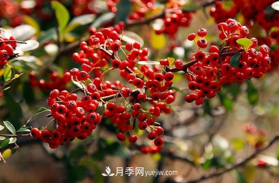 灌木苗木有哪些:21种常见灌木介绍(图16) 灌木苗木有哪些:21种常见灌木介绍(图16)