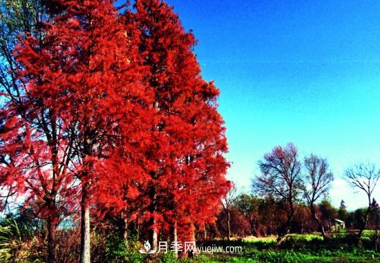 灌木苗木有哪些:21种常见灌木介绍(图20) 灌木苗木有哪些:21种常见灌木介绍(图20)