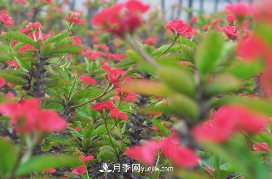 灌木苗木有哪些:21种常见灌木介绍(图22) 灌木苗木有哪些:21种常见灌木介绍(图22)