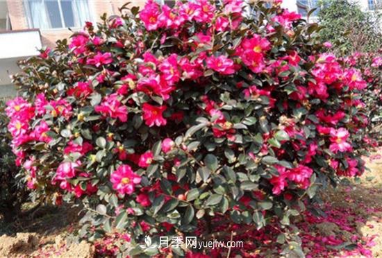 灌木苗木有哪些:21种常见灌木介绍(图21) 灌木苗木有哪些:21种常见灌木介绍(图21)