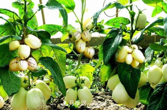 灌木苗木有哪些:21种常见灌木介绍(图23) 灌木苗木有哪些:21种常见灌木介绍(图23)