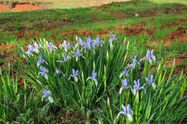 马兰种子发芽出苗图片
