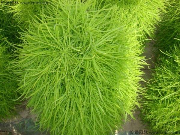 地肤种子发芽出苗图片