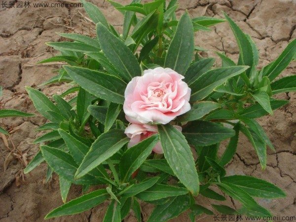 凤仙花种子发芽出苗开花图片