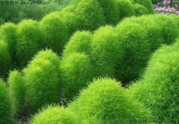 地肤种子发芽出苗图片