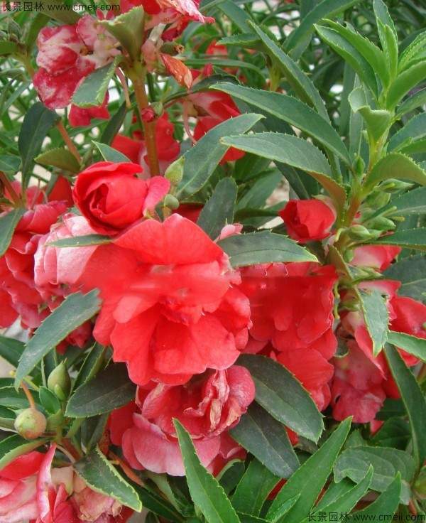 凤仙花种子发芽出苗开花图片