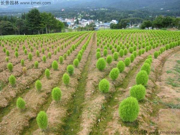 地肤种子发芽出苗图片