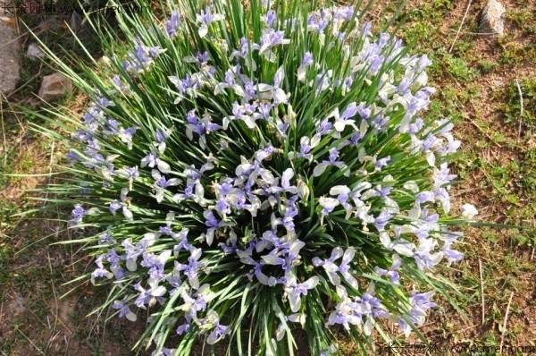 马兰种子发芽出苗图片