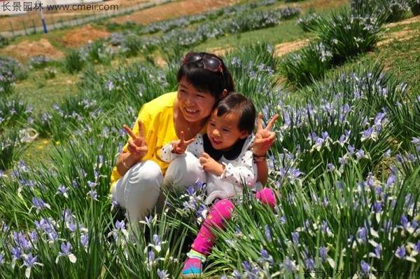 马兰种子发芽出苗图片