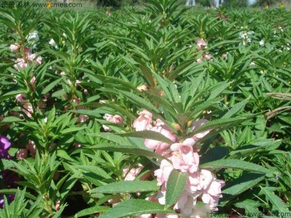 凤仙花种子发芽出苗开花图片