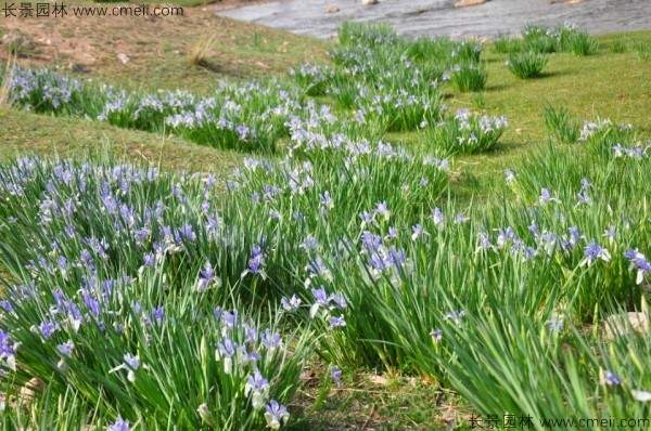 马兰种子发芽出苗图片