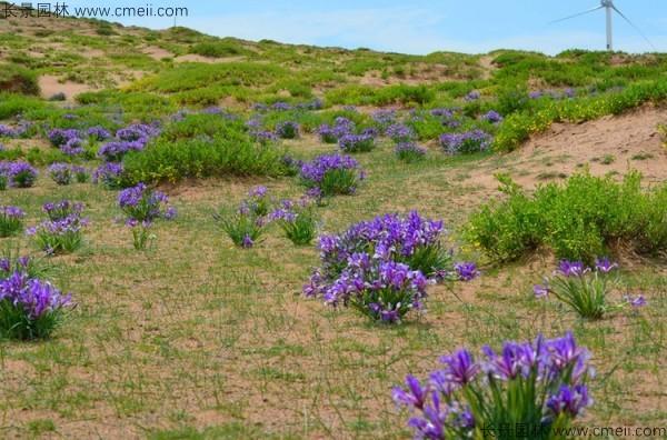 马兰种子发芽出苗图片
