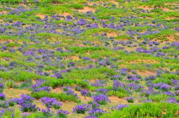 马兰种子发芽出苗图片