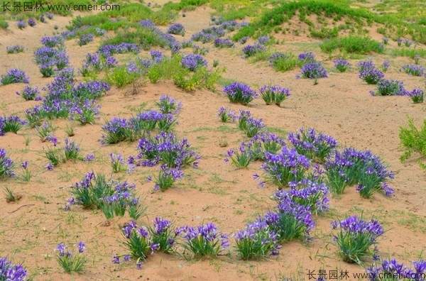 马兰种子发芽出苗图片