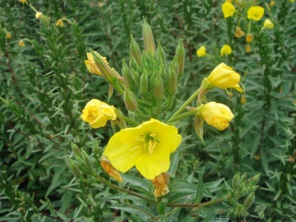 夜来香种子发芽出苗开花图片