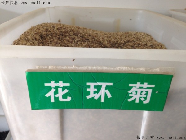 花环菊种子图片