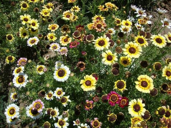 花环菊种子发芽出苗图片