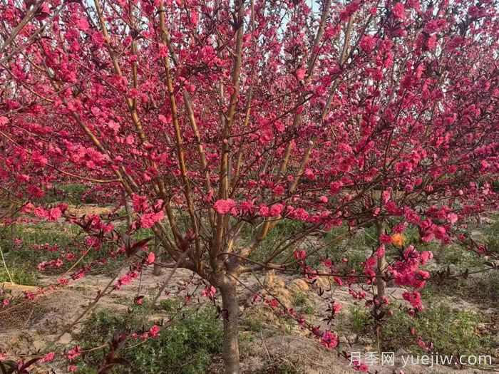 11种彩叶开花乔木在园林绿化市场中反响不错(图2) 11种彩叶开花乔木在园林绿化市场中反响不错(图2)