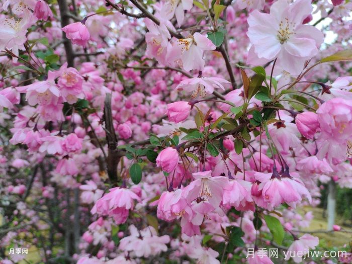 11种彩叶开花乔木在园林绿化市场中反响不错(图1) 11种彩叶开花乔木在园林绿化市场中反响不错(图1)