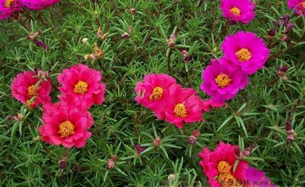 太阳花种子发芽出苗开花图片