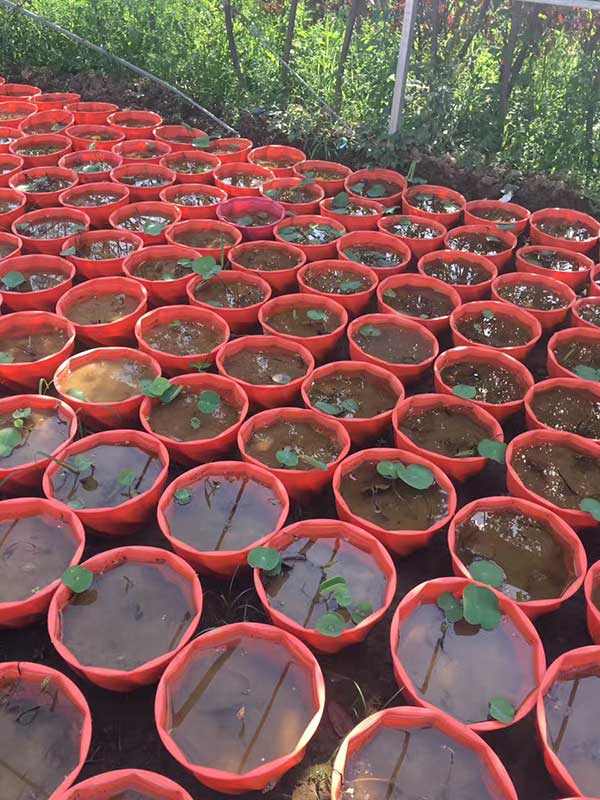 荷花种子发芽出苗图片