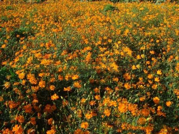 硫华菊种子发芽出苗图片