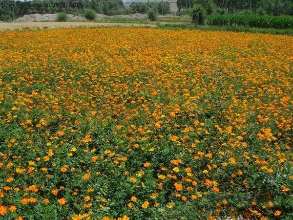 硫华菊种子发芽出苗图片