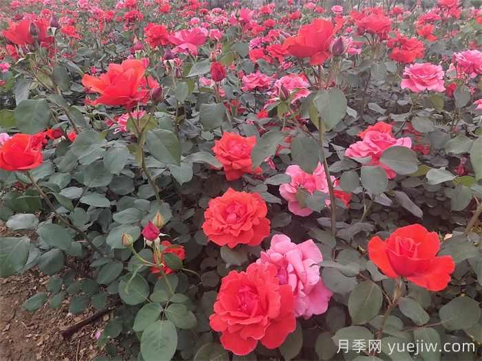 花卉产业为乡村振兴注入新动能(图2) 花卉产业为乡村振兴注入新动能(图2)